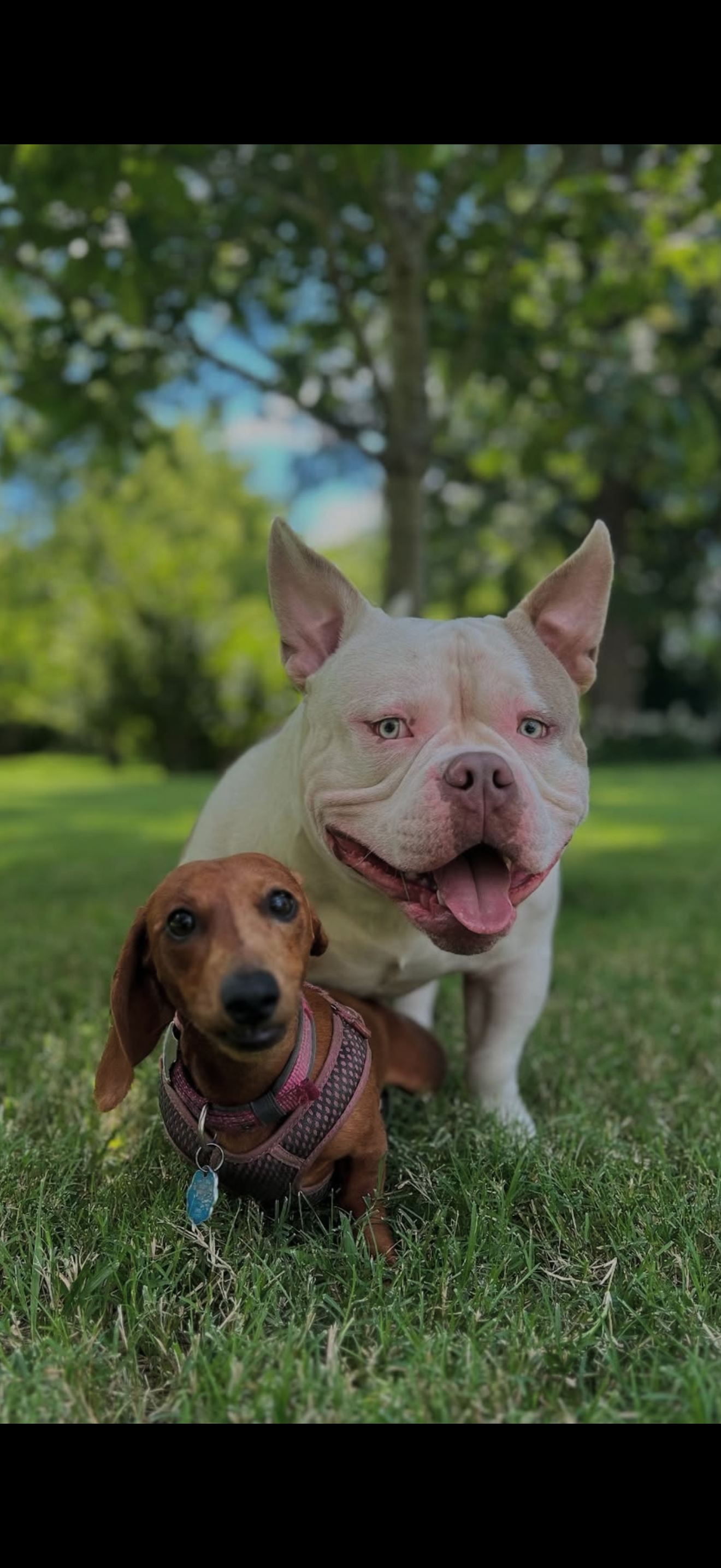 Two dogs on grass, one tan dachshund with a collar, the other a white bulldog smiling, in front of greenery.