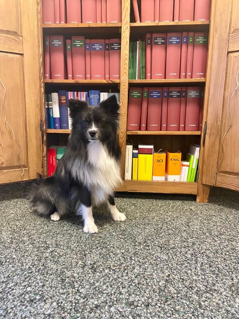 Ein schwarz-weißer Hund sitzt vor einem Bücherregal voller Bücher.