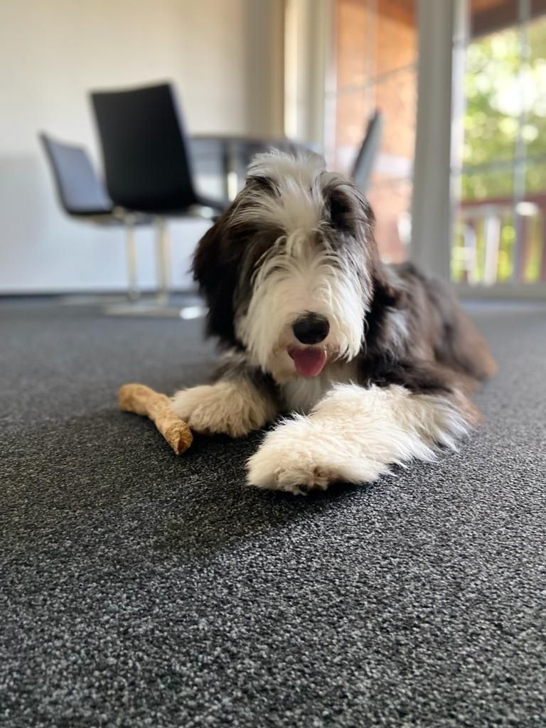 Ein braun-weißer Hund liegt mit einem Knochen im Maul auf dem Boden.