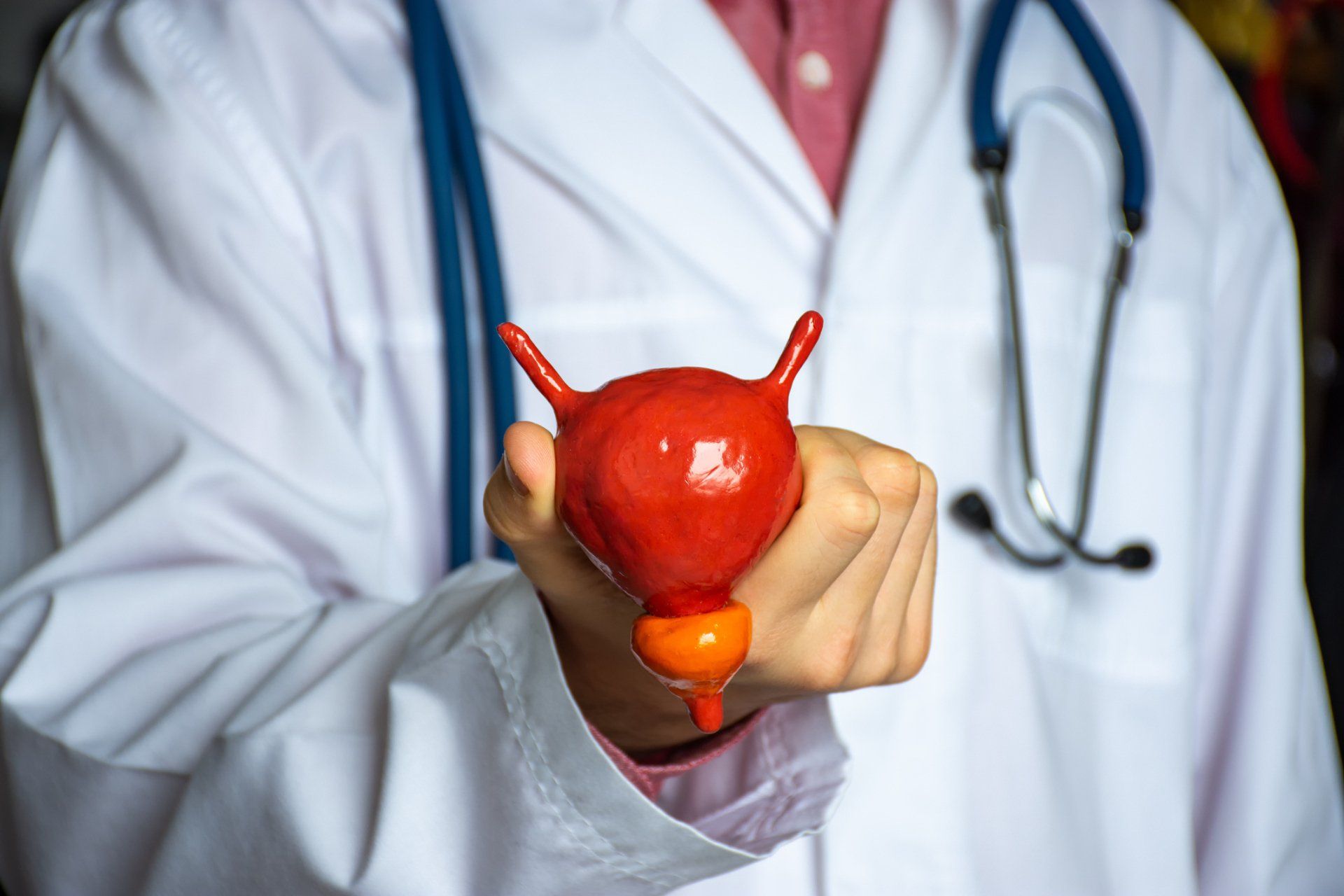 Doctor holding model of human urinary bladder - Grand Rapids, MI - Urology Associates of Grand Rapids, PC