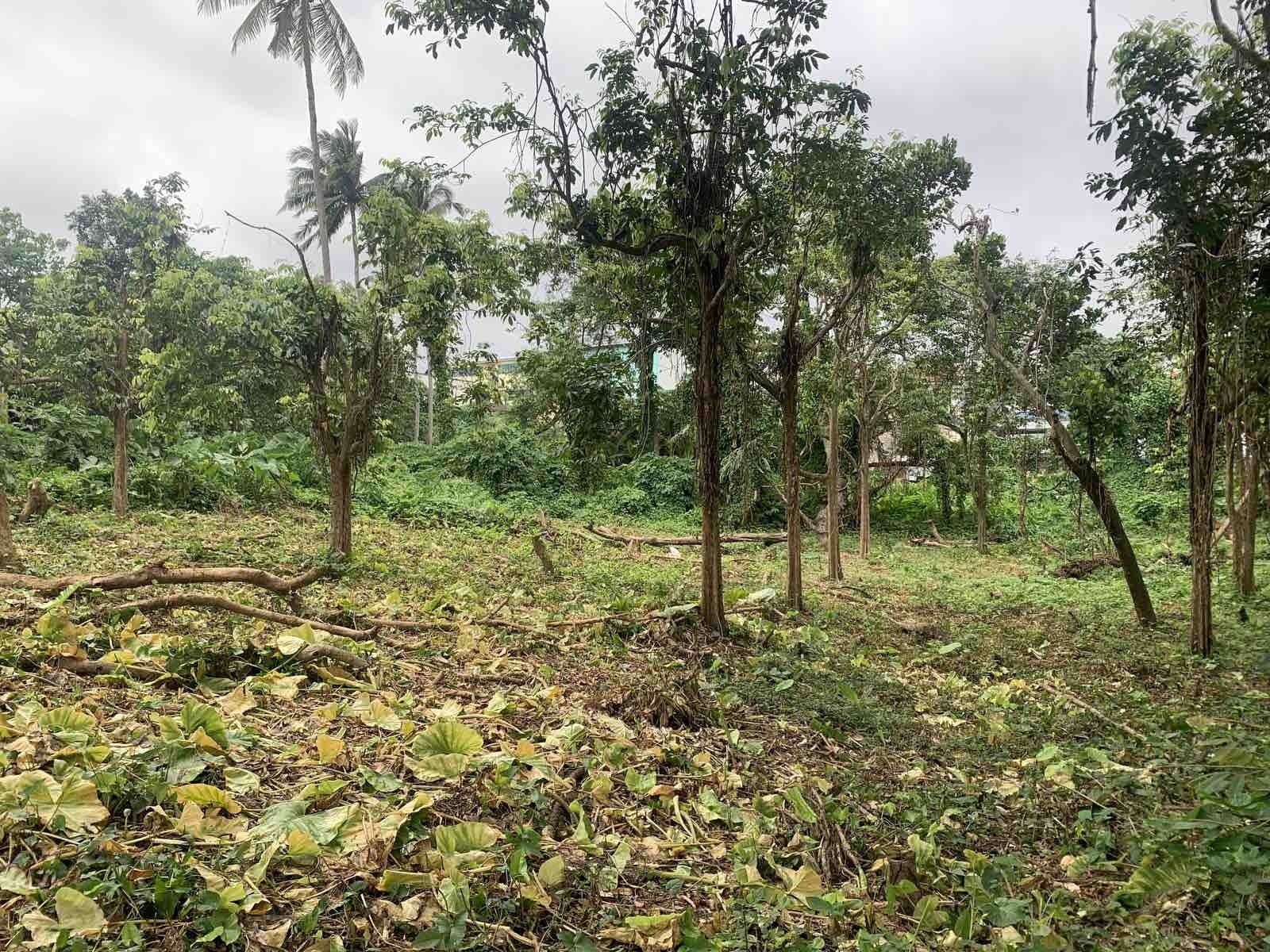 A field filled with trees and leaves on a cloudy day.