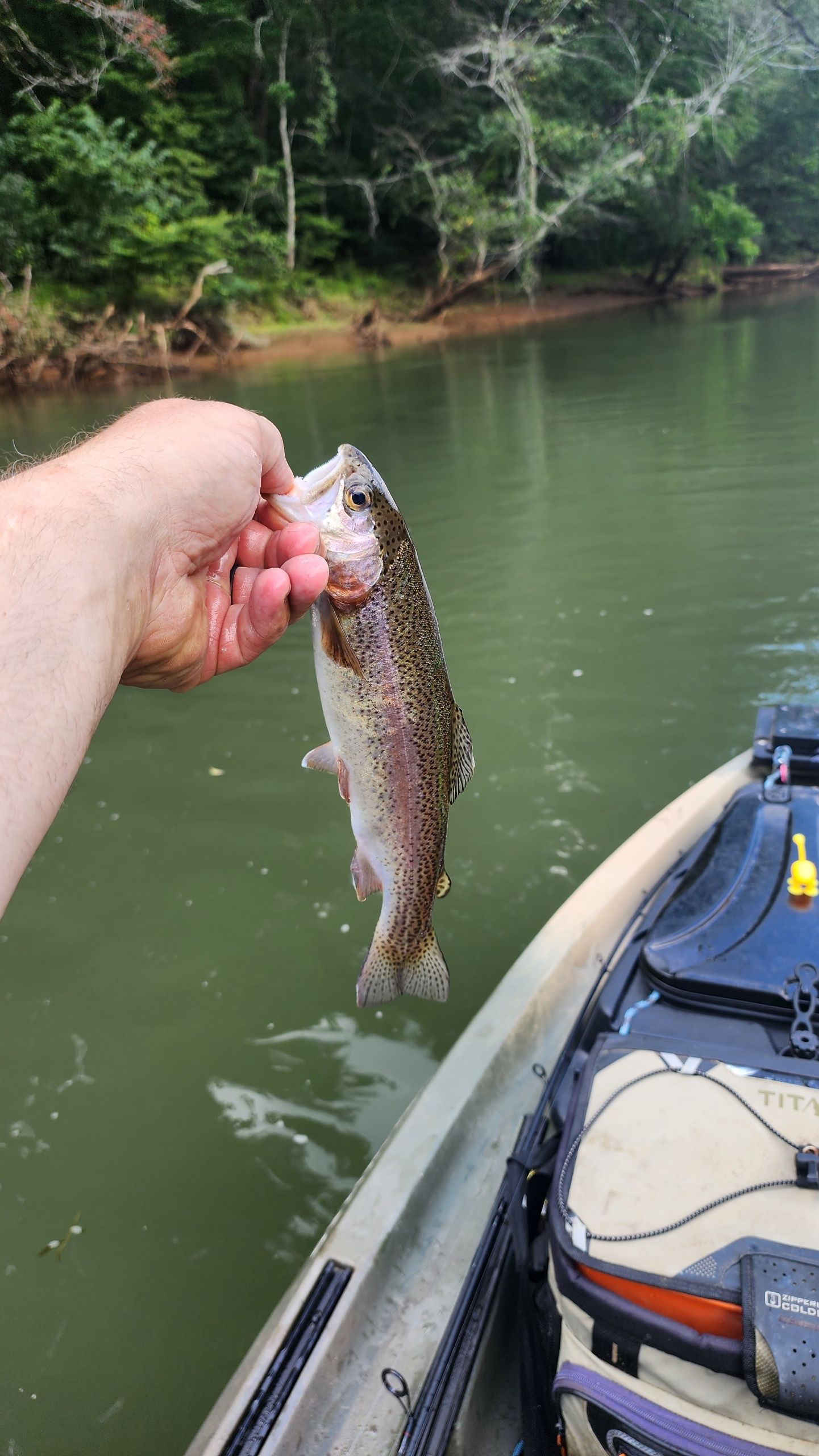 Person holding a rainbow trout caught while fishing from a kayak in a river.