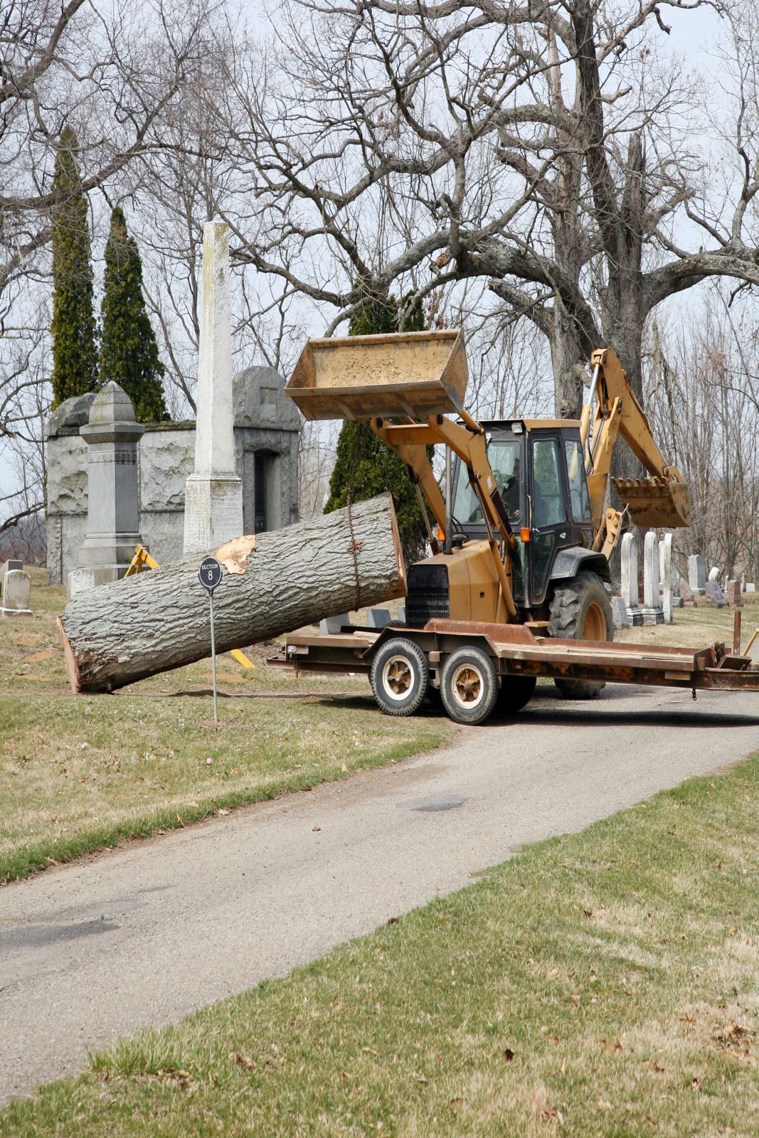 Person using a chainsaw to cut fallen tree branches on a sunny day. Green pine needles surround the trunk.