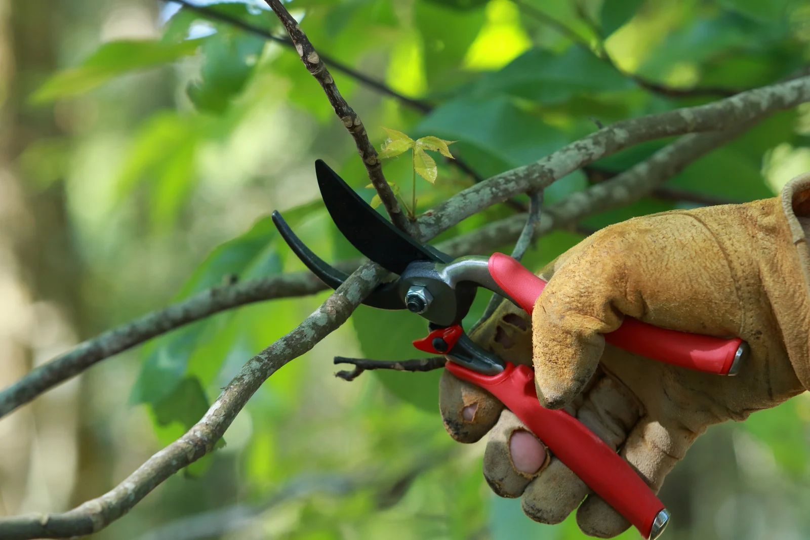 Hand holding red-handled pruning shears cutting a tree branch among green leaves
