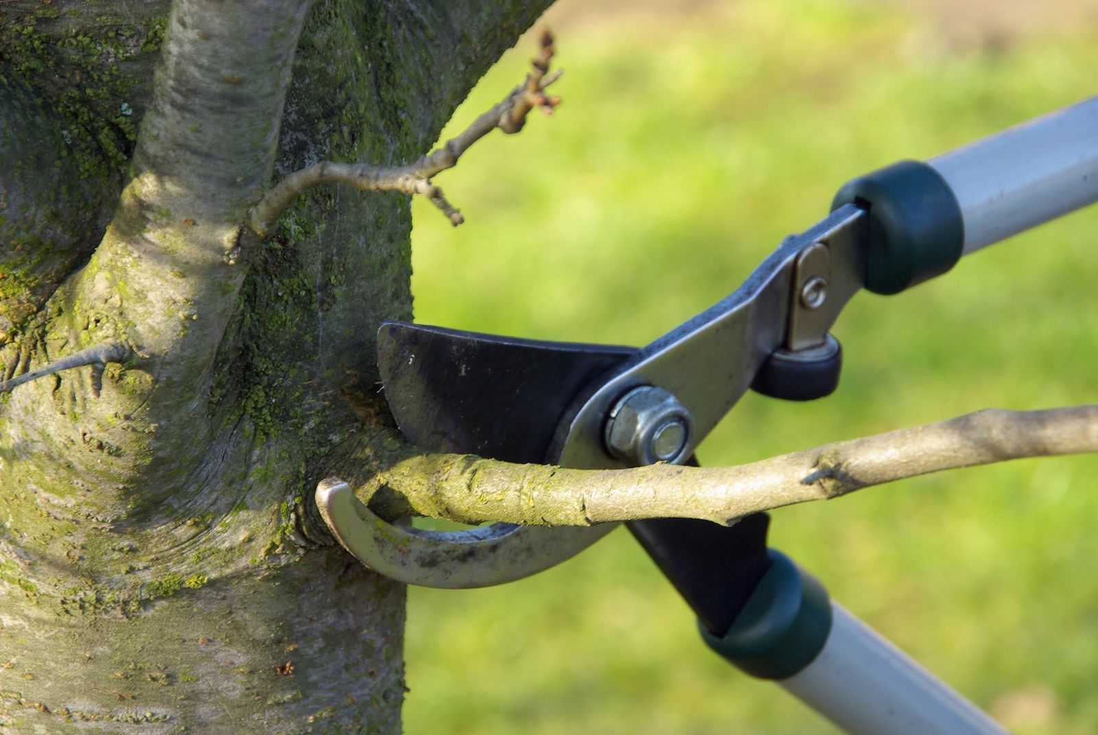 Hand pruners cutting a tree branch.