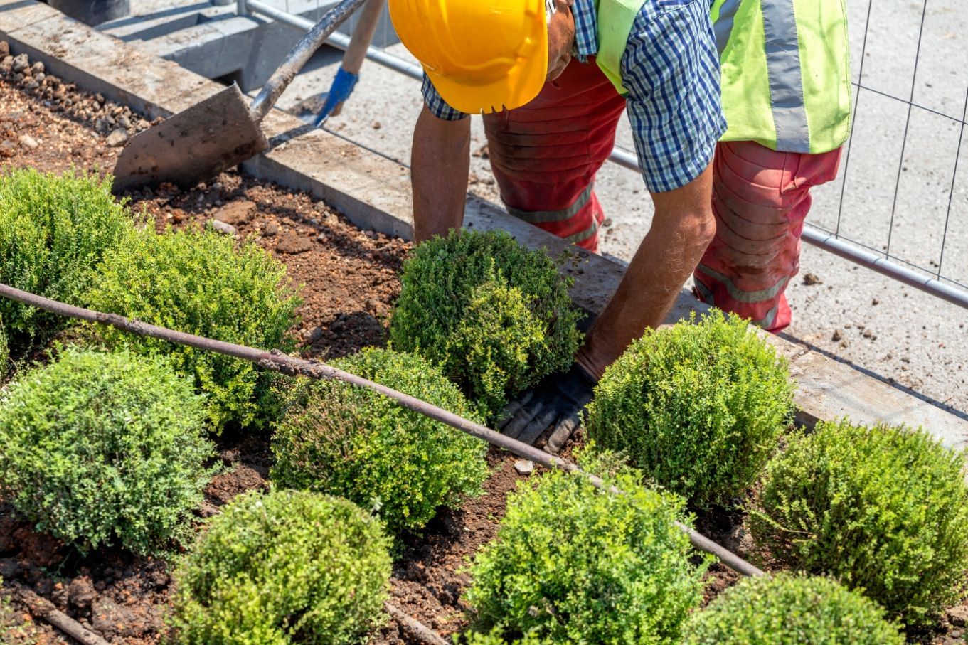 A pro landscaper plants new plants in a commercial space - 1st impression turf
