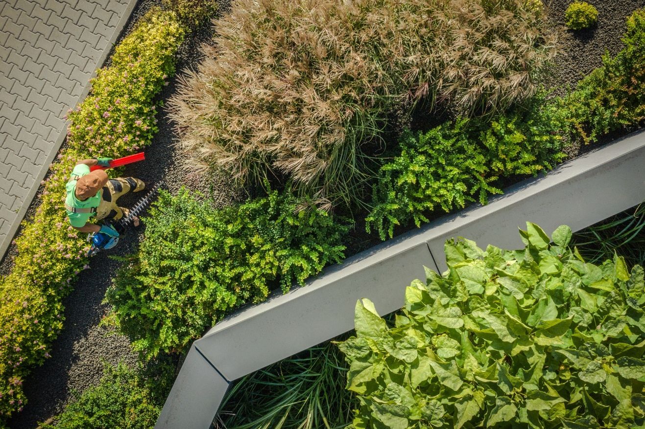 Person gardening in a rooftop garden with various green plants and a concrete border.