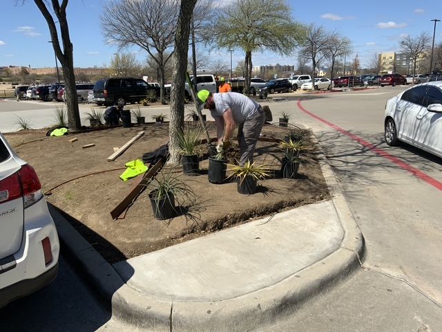 1st Impression staff decorating a landscape island with drought-resistant plants. 