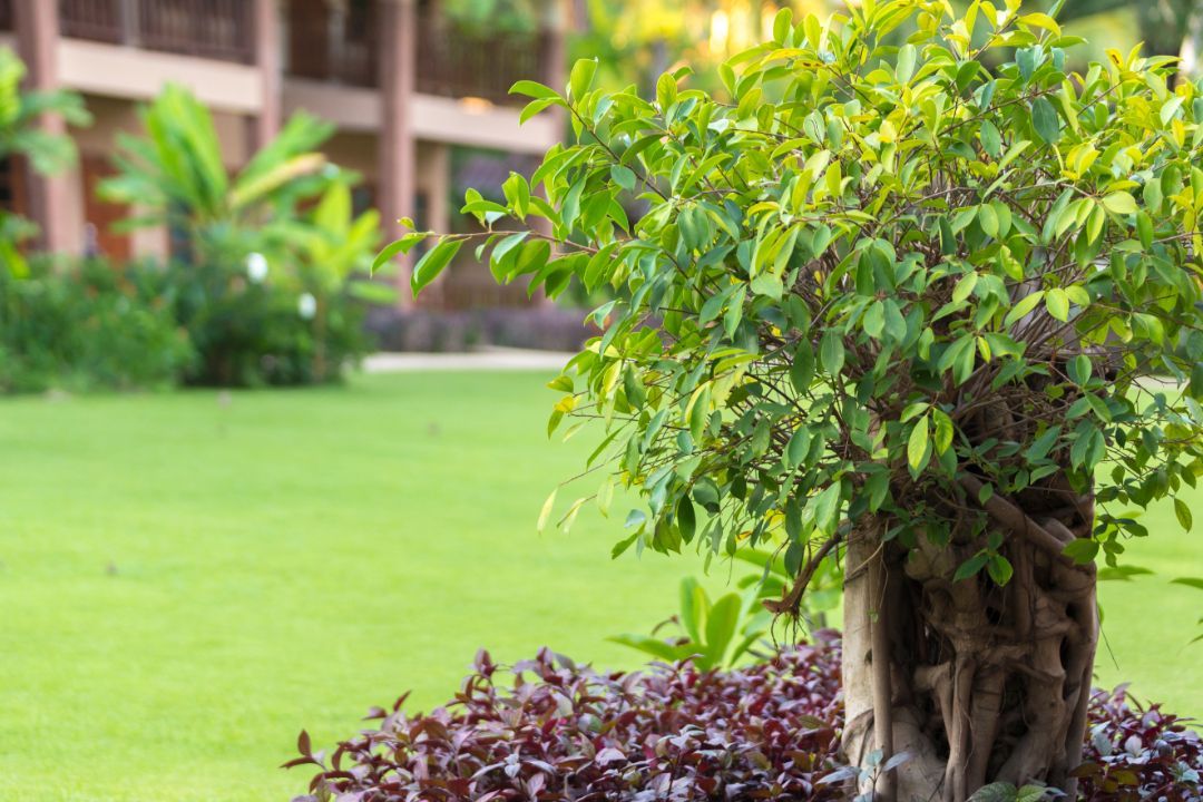 turf for commercial applications