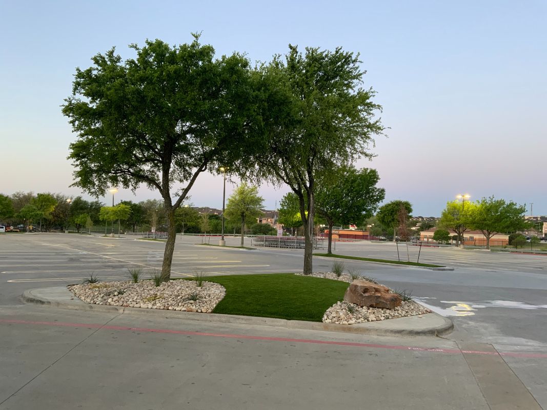 Two trees are in the middle of an empty parking lot.