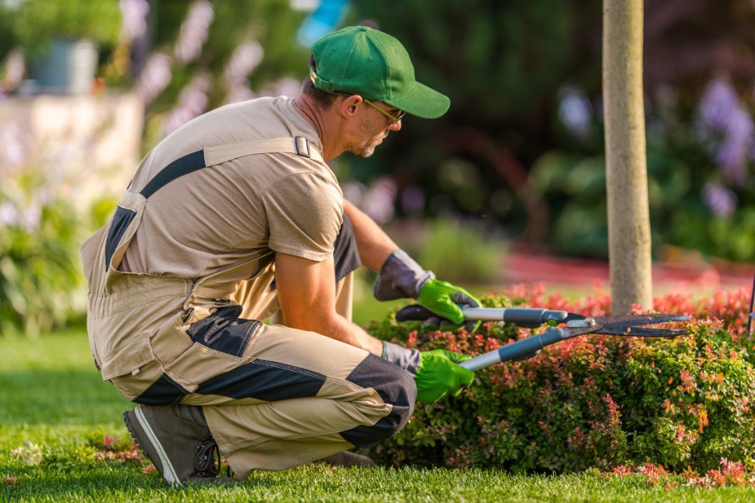 A man is kneeling down in a garden cutting a bush with a pair of scissors.