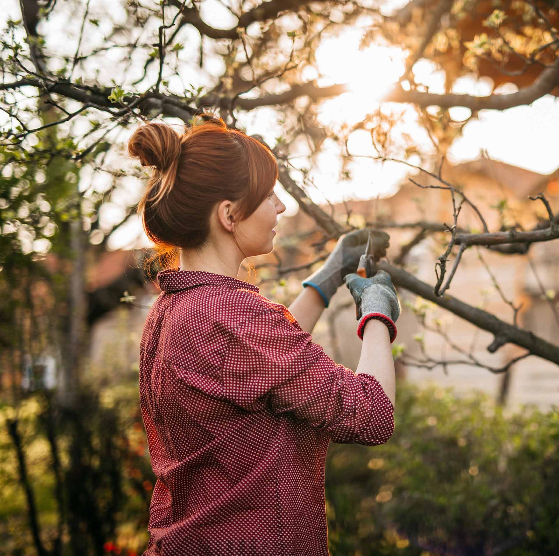 A woman is cutting a tree branch with a pair of scissors.