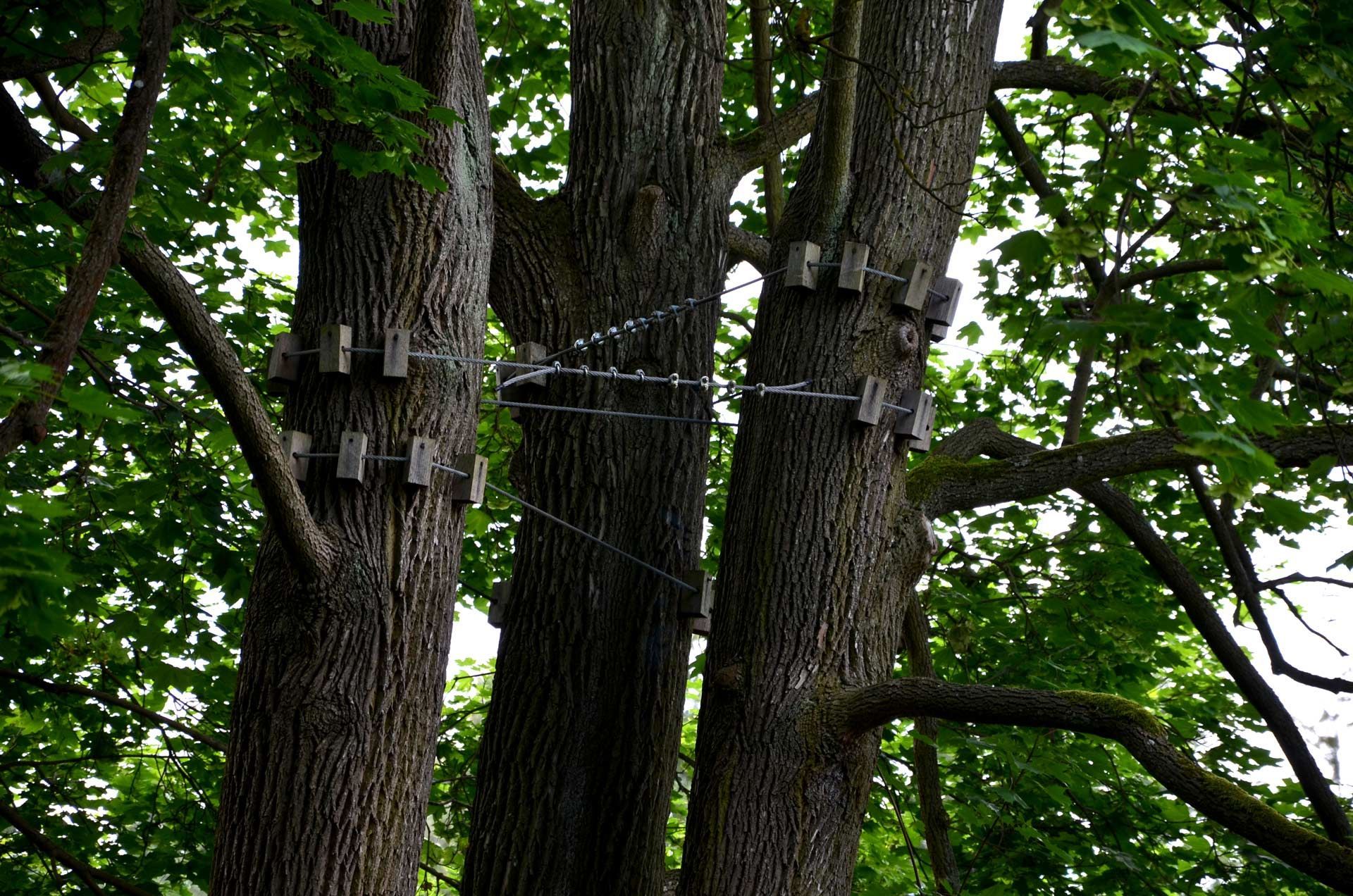 A tree with a bunch of wires attached to it
