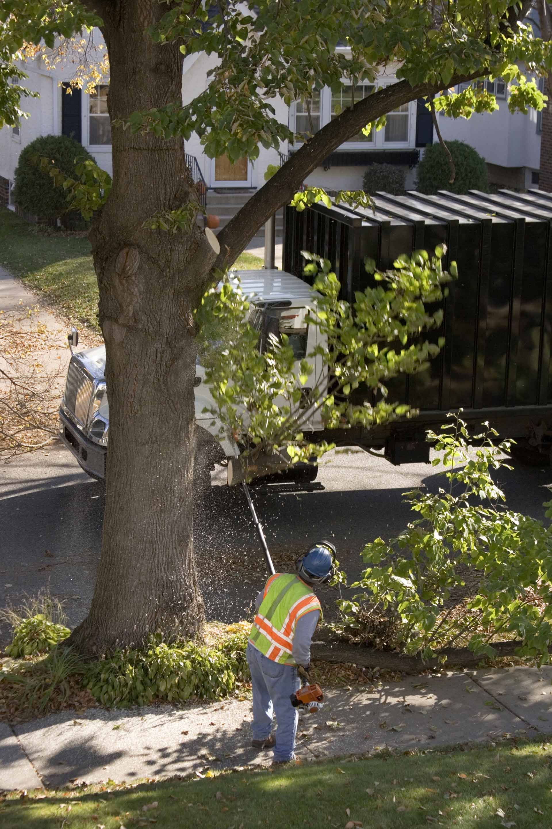 A man is cutting a tree with a chainsaw.