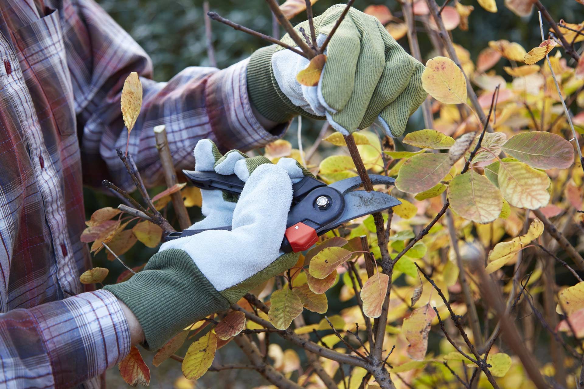 A person is cutting a tree branch with a pair of scissors.