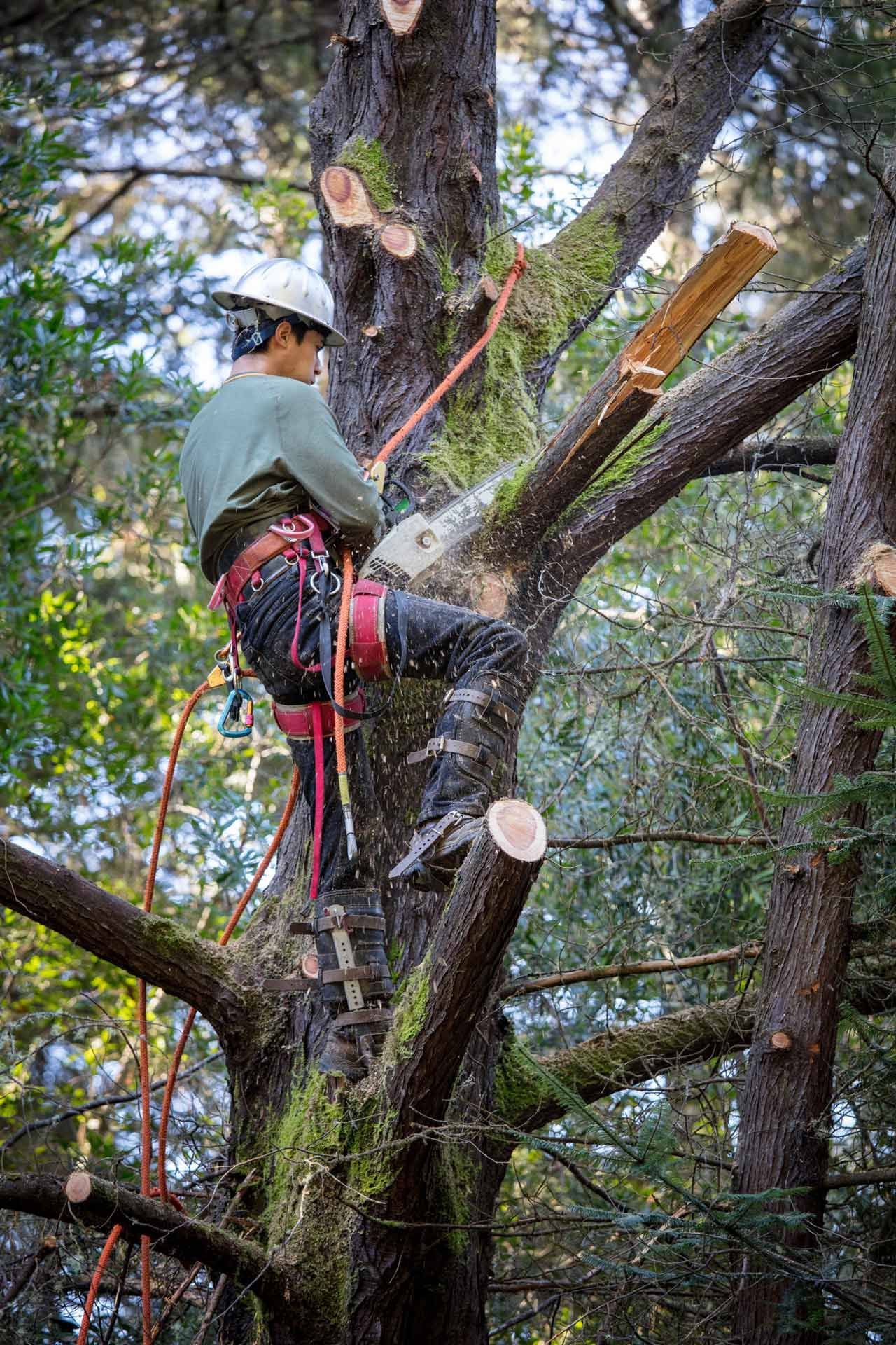 A man is cutting a tree branch with a chainsaw.