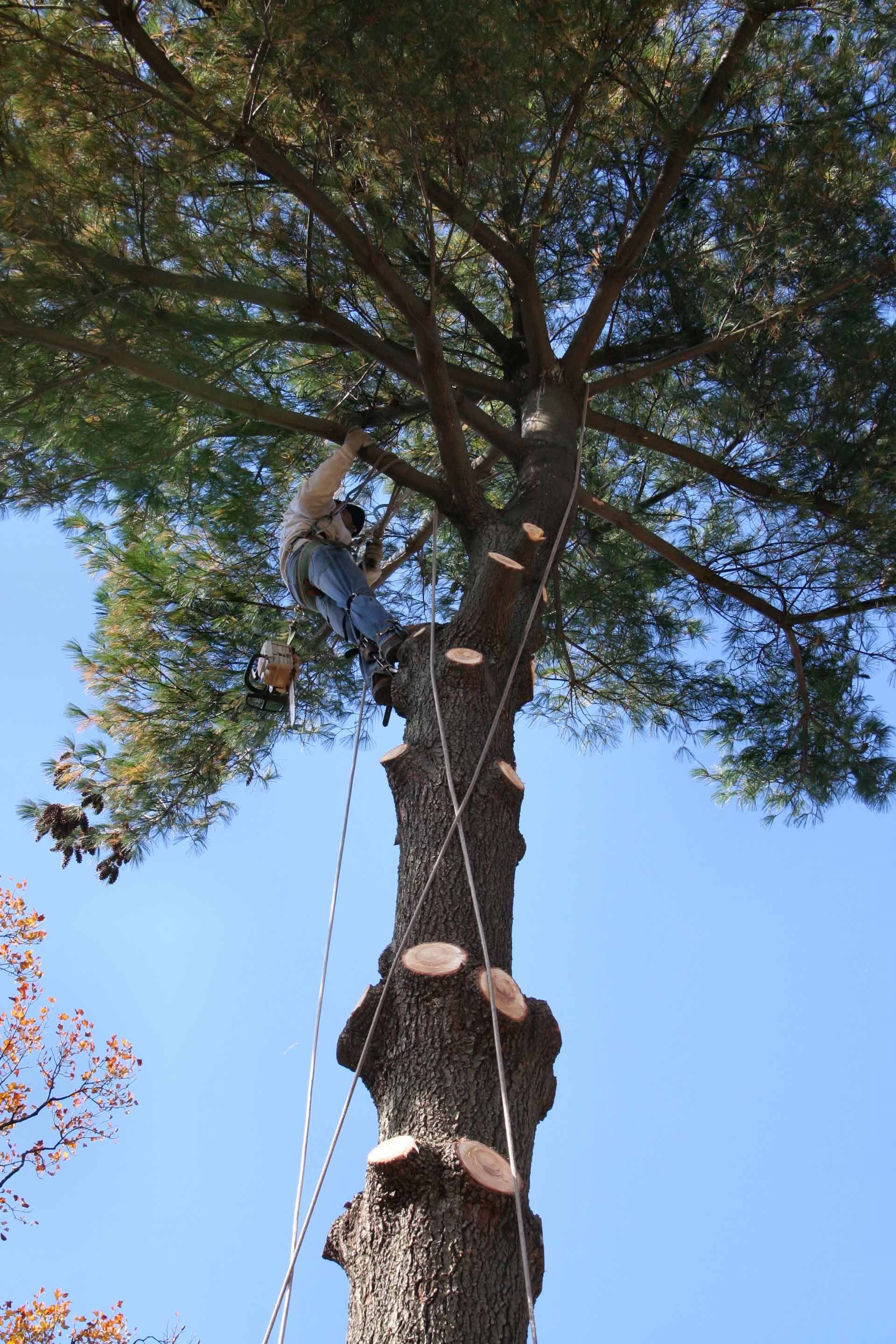 A man is climbing a tree on a rope.