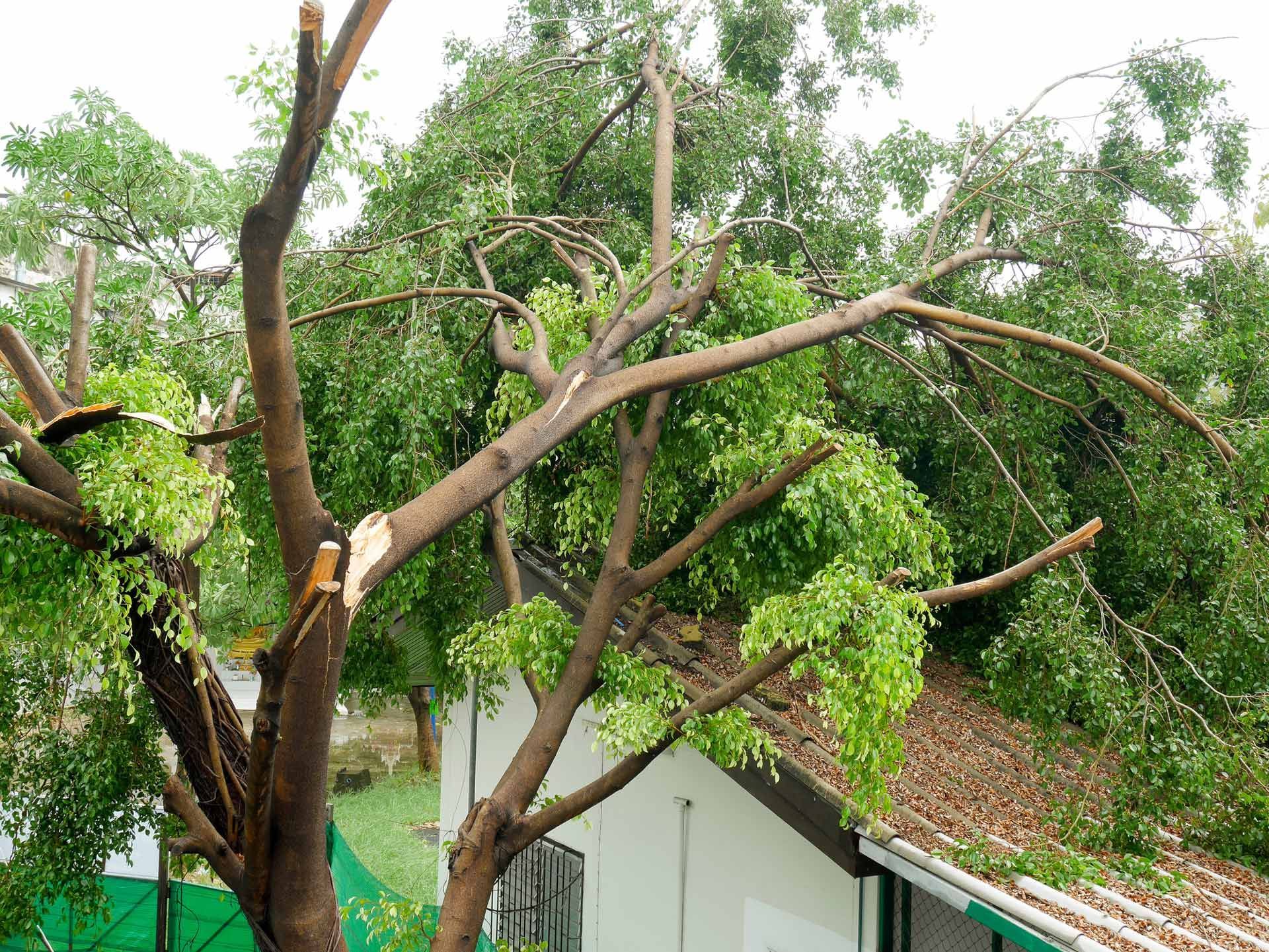 A tree has fallen on a house during a storm.