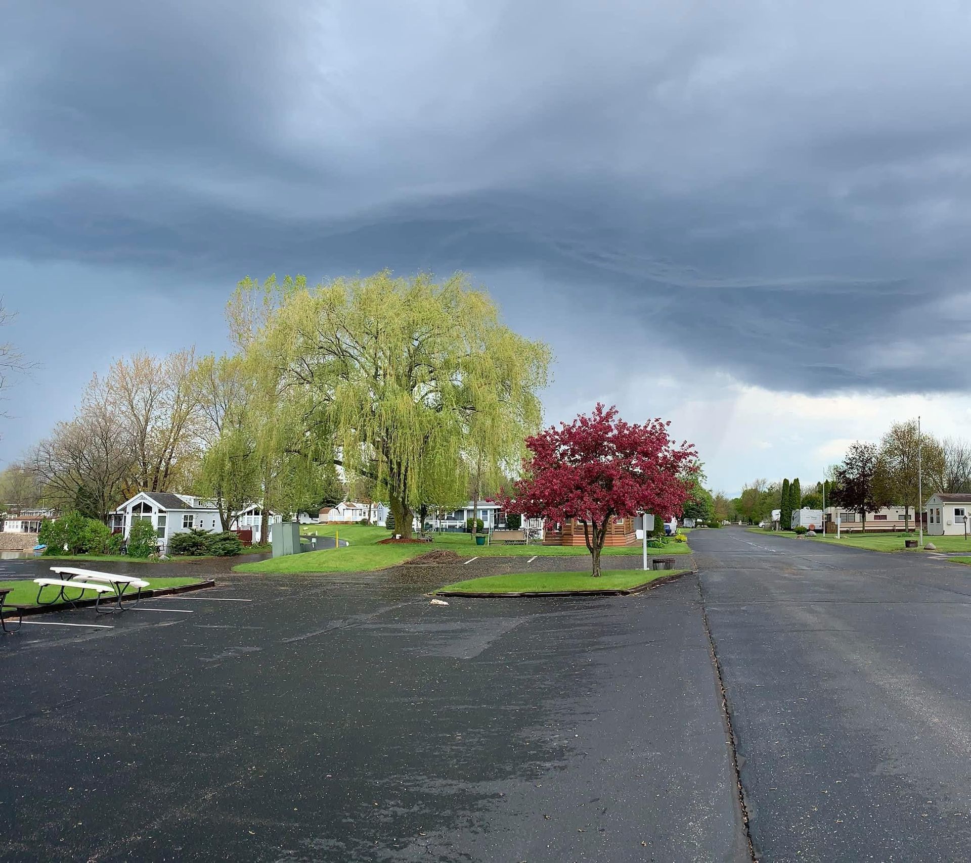 A street view of a residential area with a large green tree and a smaller red tree under a dark, stormy sky.