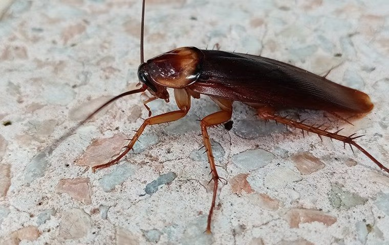 pestechs cockroach control