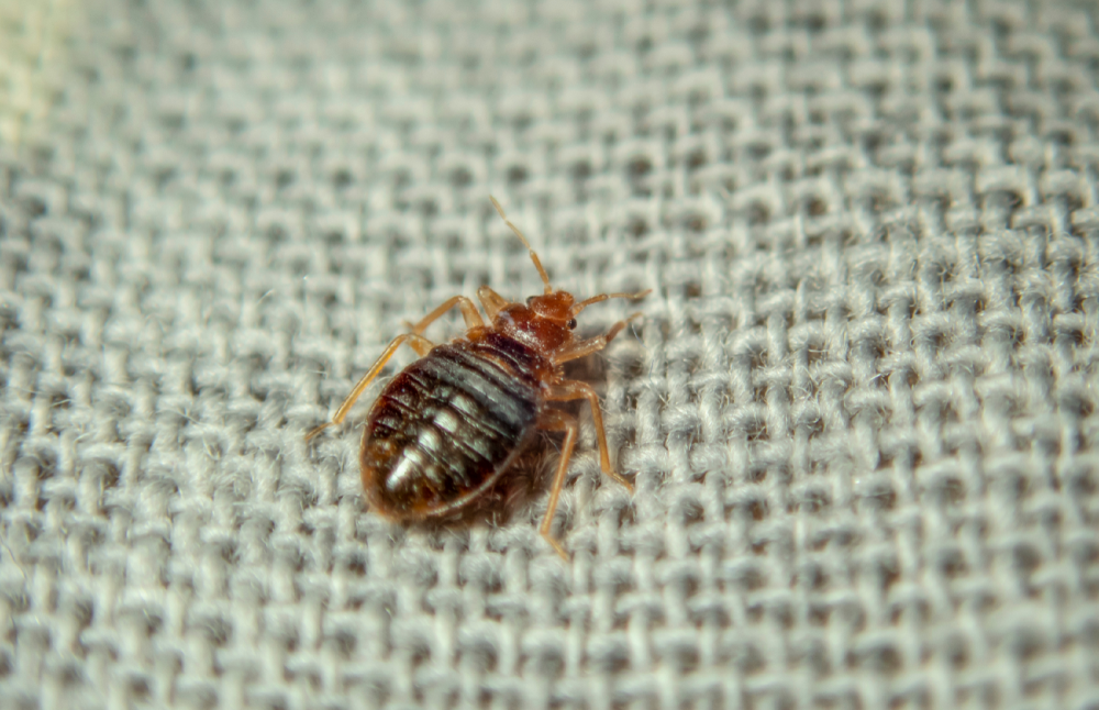 bed bugs