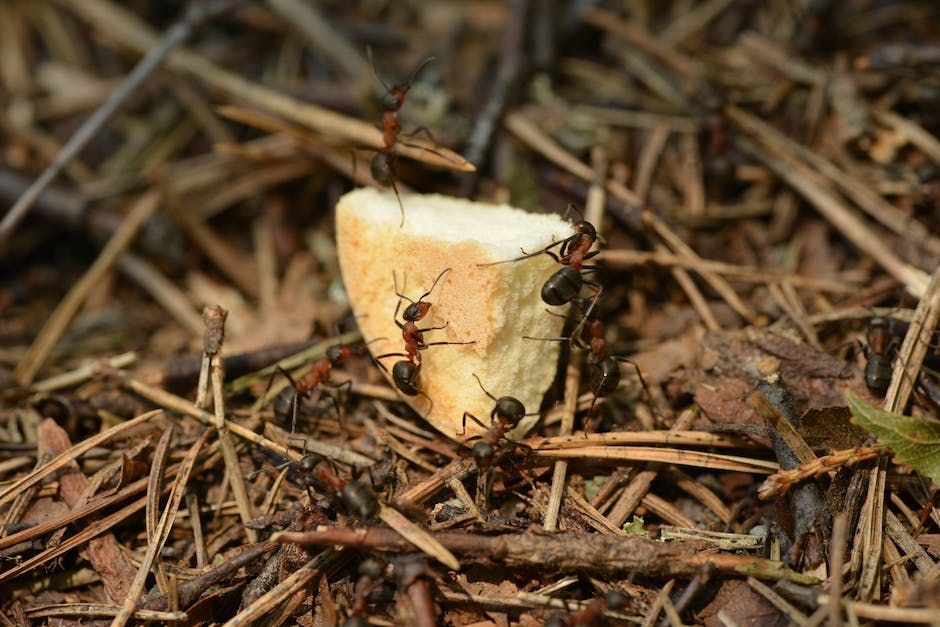 Carpenter Ants eating