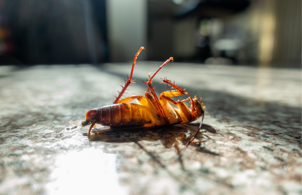 Cockroach control treatment