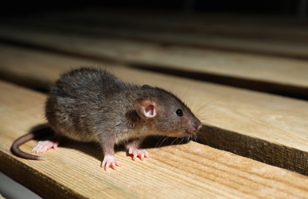 A rat is standing on a wooden surface.