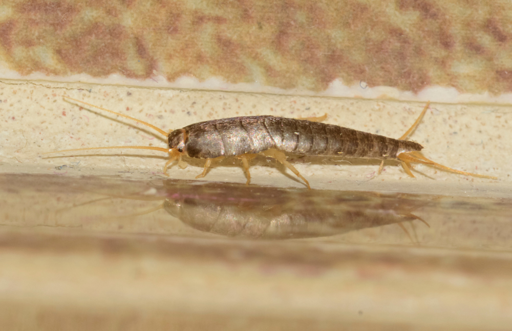 silverfish exterminator