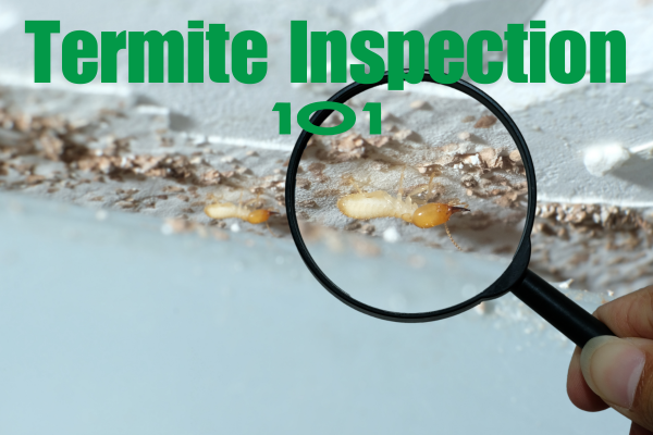 Termite Inspection 101