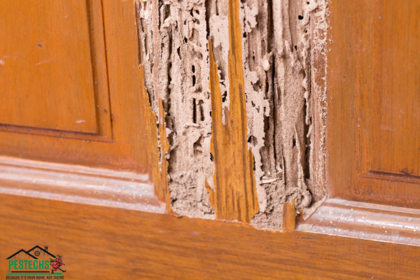 damaged wood for termite activity