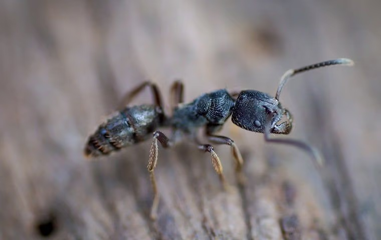 close up image of an ant