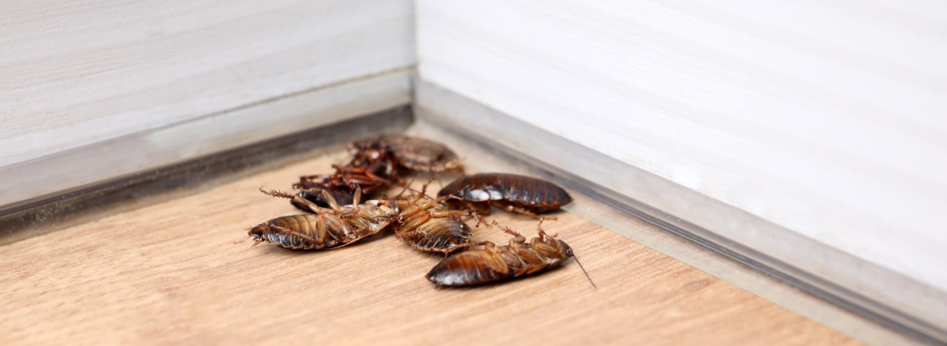 cockroach treatment results