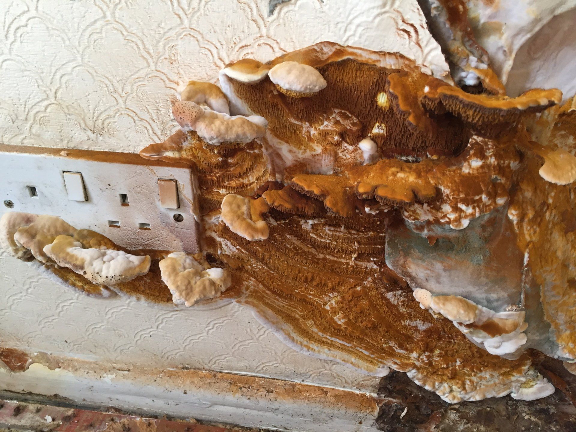Protect your property from wet rot and dry rot
