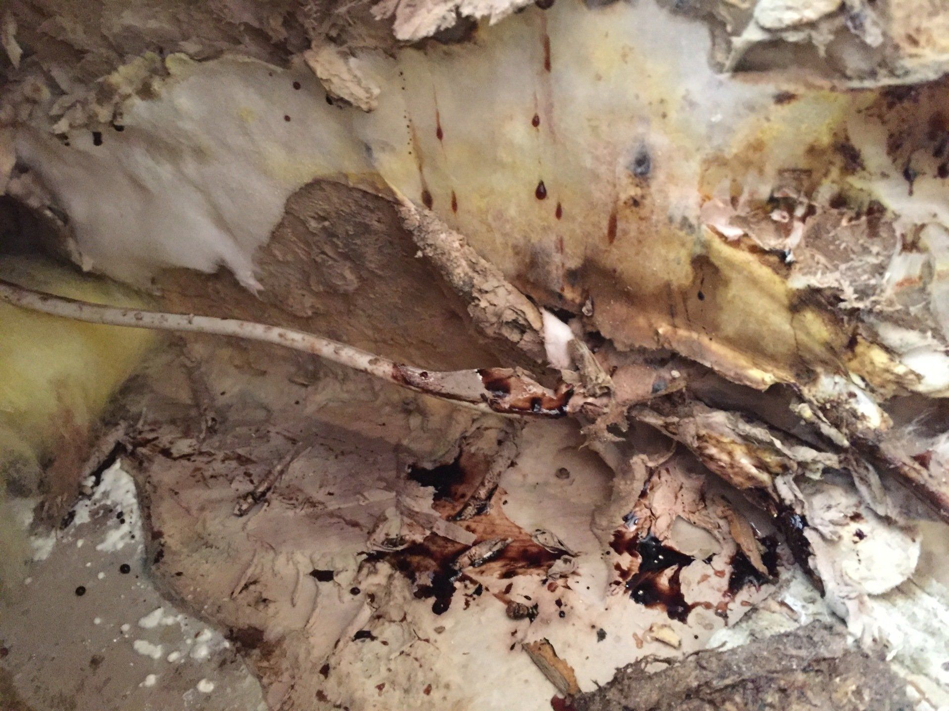 dry rot solutions
