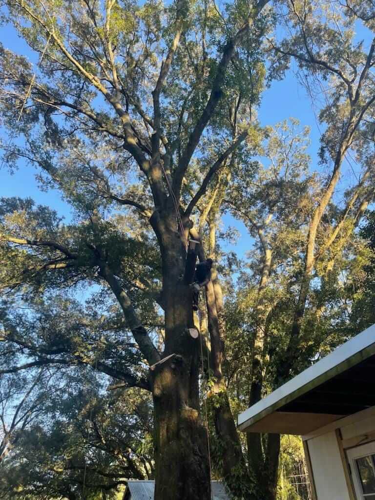A tree trimmer working in a large tree