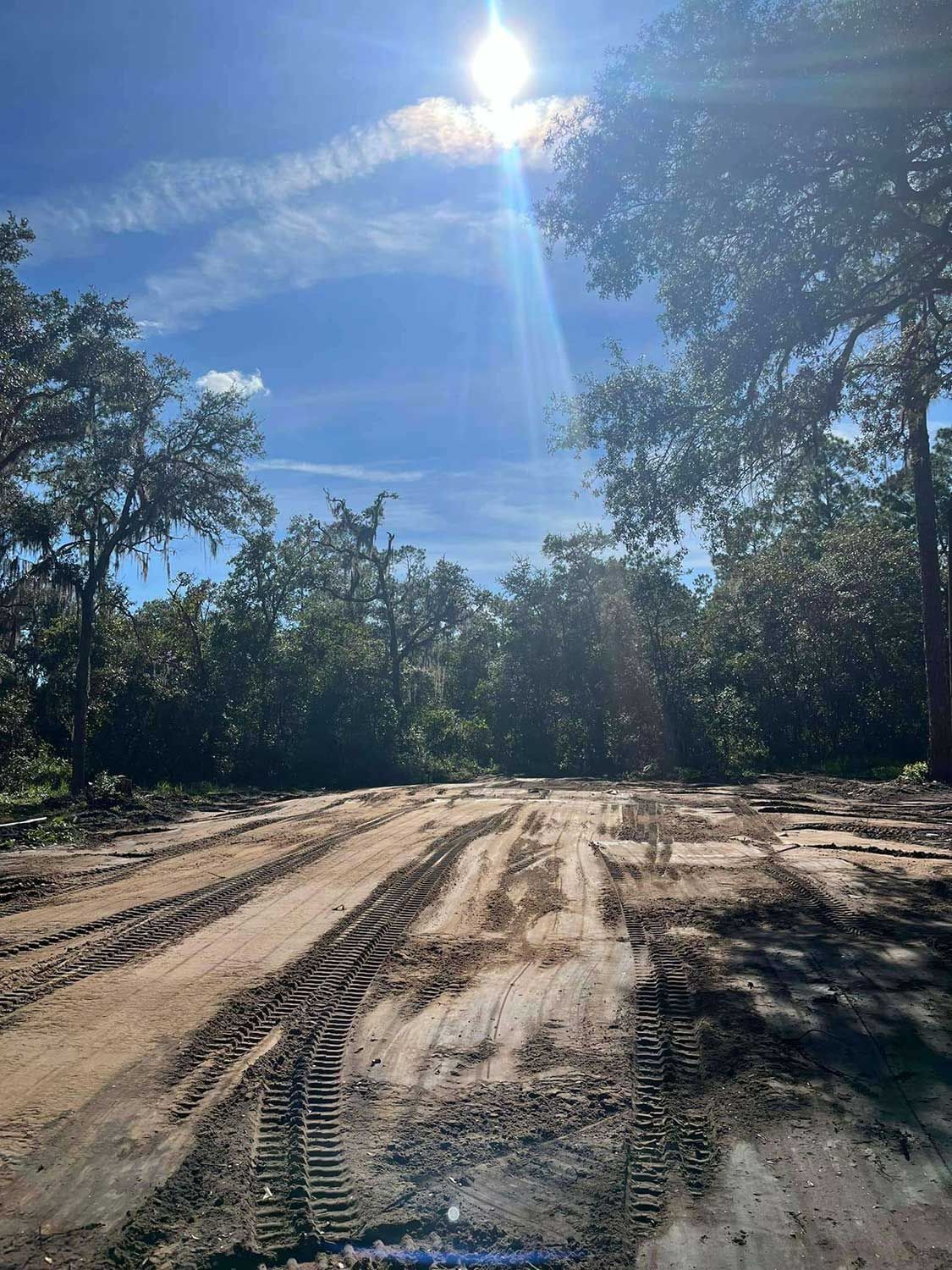 Trees in a wide property