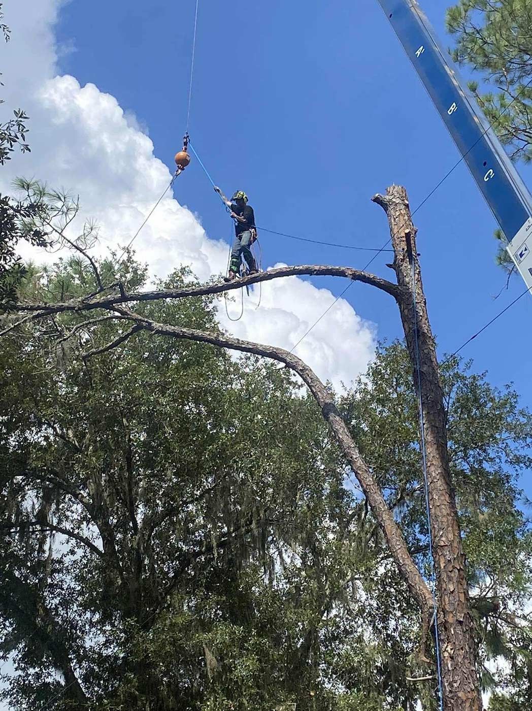 Tree trimming expert walking on branch of a tree