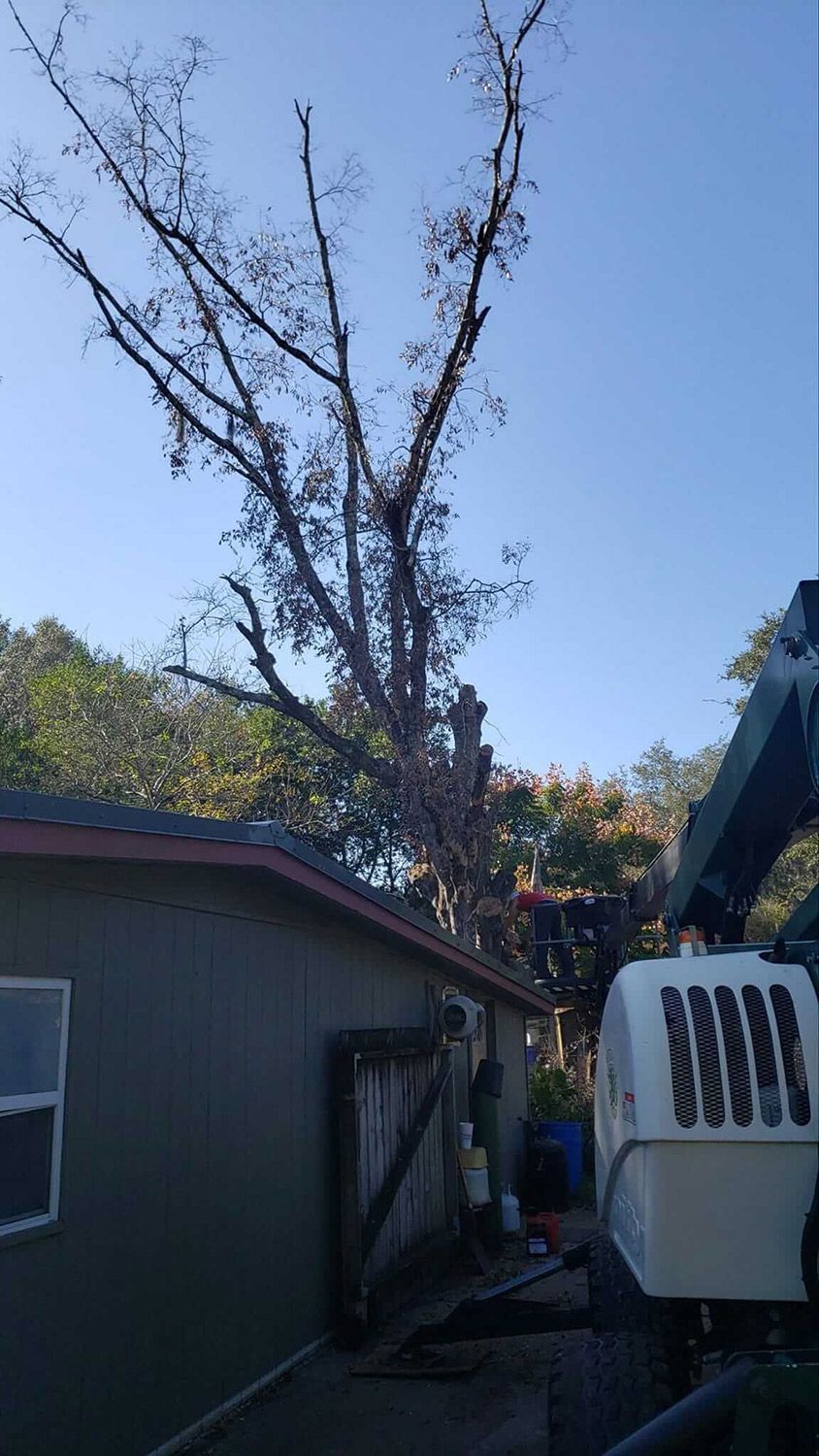 Tree being trimmed by worker in backyard