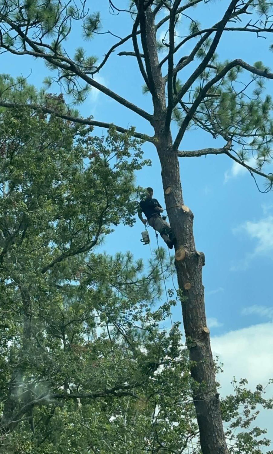 Worker using tools to trim a tall tree Worker using tools to trim a tall tree