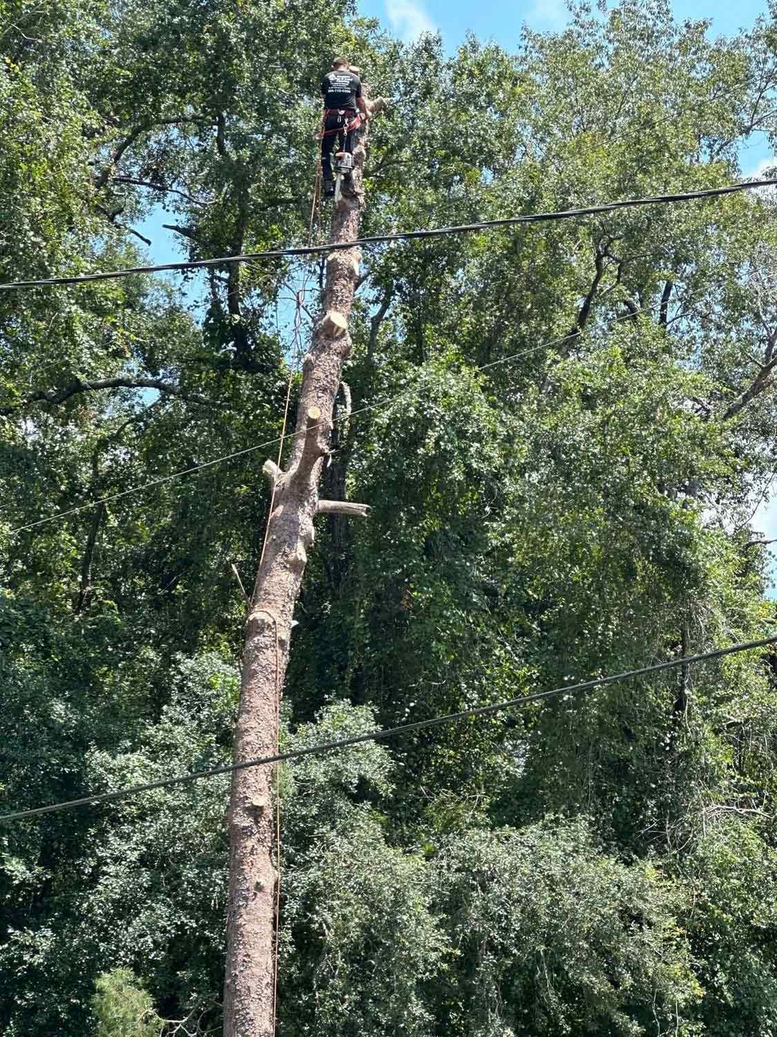Expert trimming the tall tree