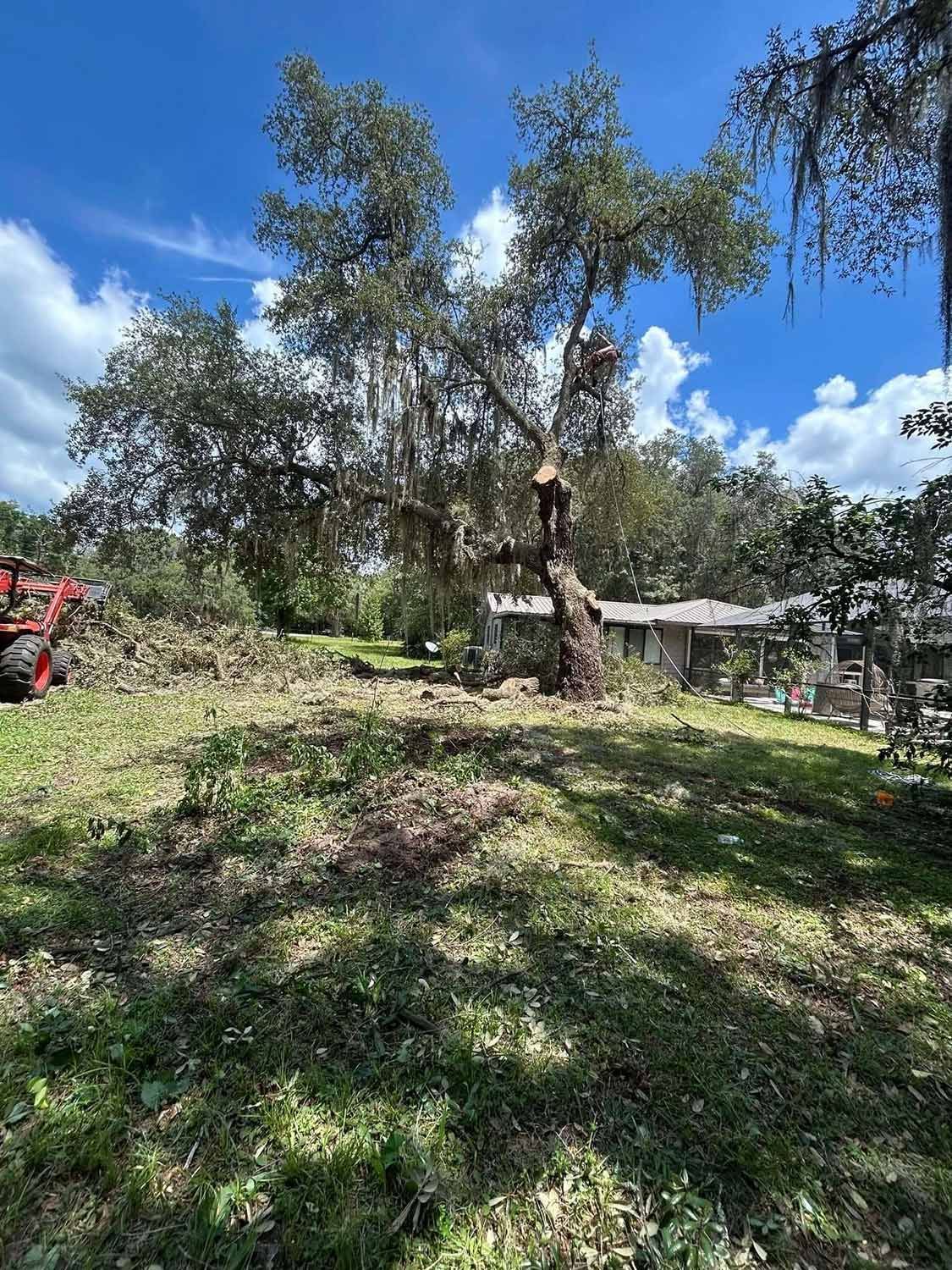 Tree being trimmed in a backyard