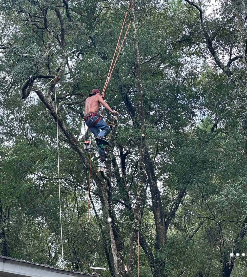 Worker trimming a tall tree with ropes