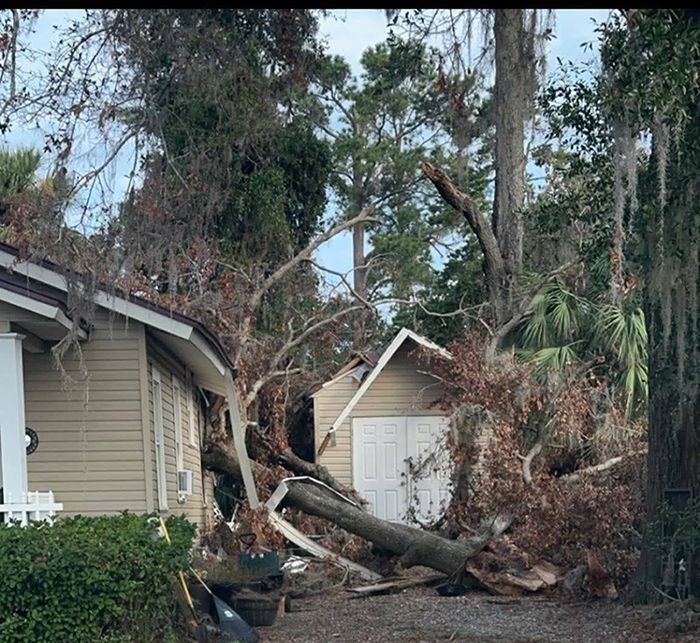 A tree fell on a house