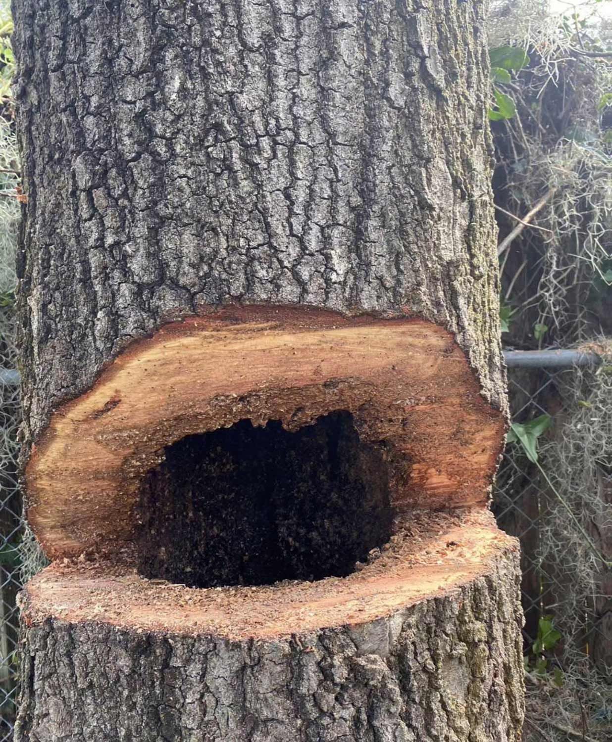 Cut tree trunk with a large hole