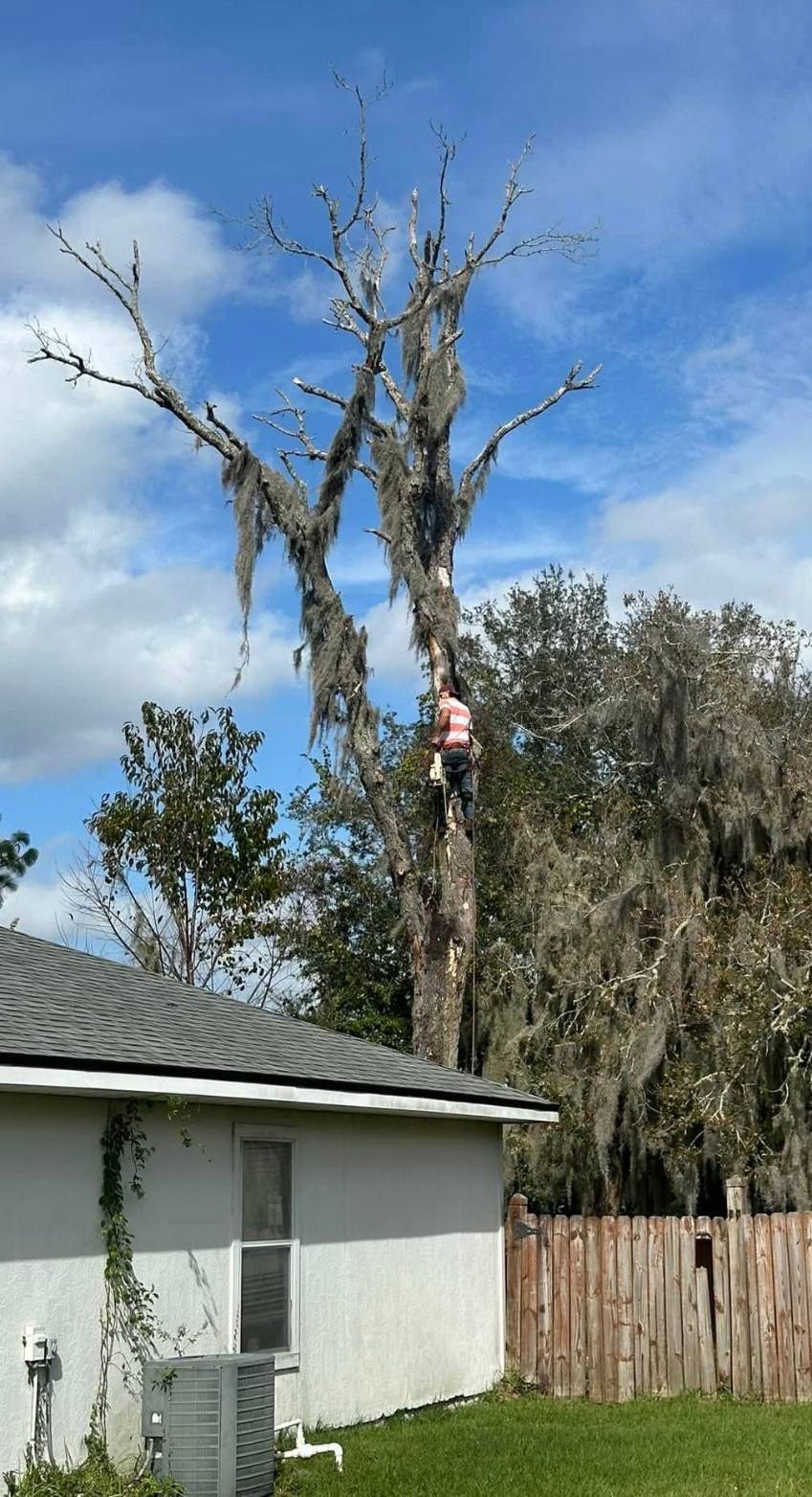 Worker trimming the tall tree