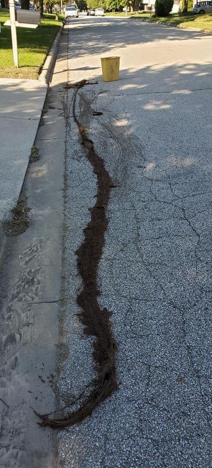 Drain — Tree Root Extraction in Bloomington, IL