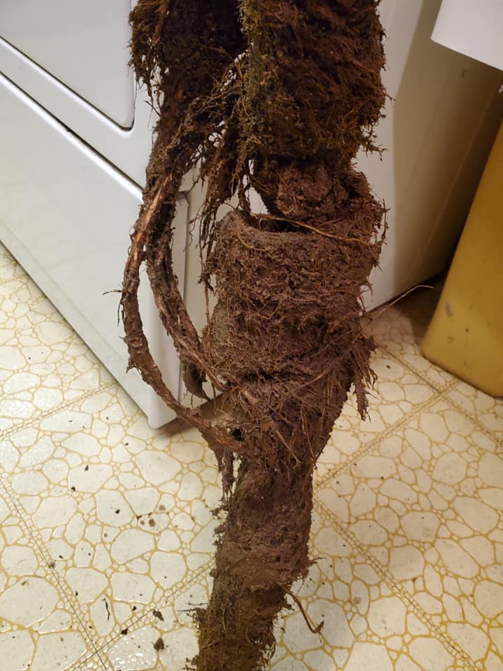 Sewer — Tree Root Extraction in a Sewer Line in Bloomington, IL