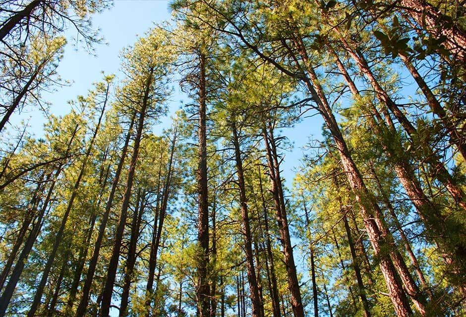 Looking Up at the Trees in a Forest — Payless Timbers in Tolga, QLD