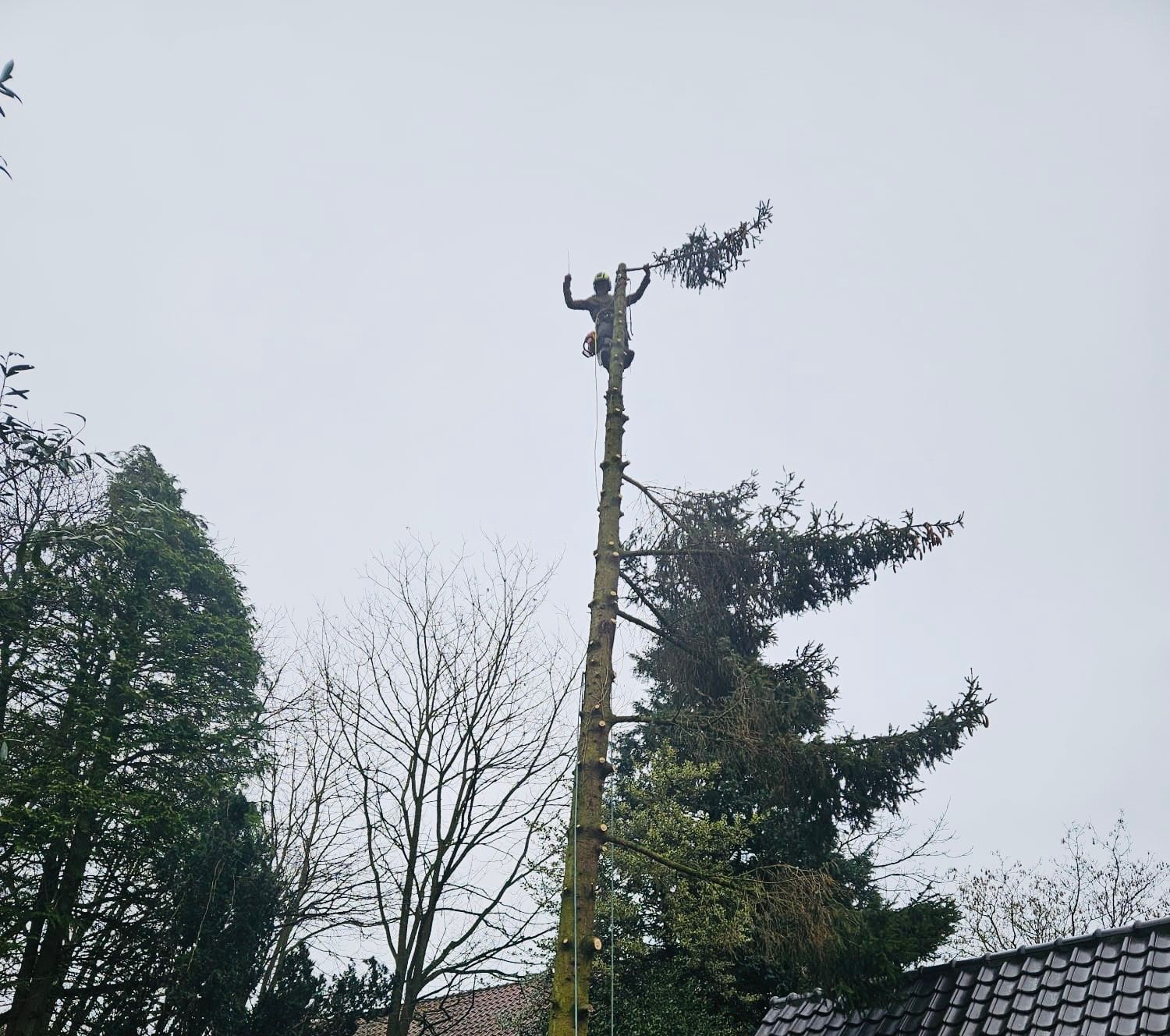 Boom snoeien Nijmegen  boom kappen in Nijmegen Boom snoeien Berg en Dal Boom kappen Berg en dal Boom snoeien Malden Boom kappen Malden Boom snoeien Heilig Landstichting Boom kappen Heilig landstichting Boom snoeien Mook Boom kappen Mook Boom snoeien Cuijk Boom kappen Cuijk Boom snoeien Wijchen Boom kappen Wijchen Boom snoeien Lent Boom kappen Lent Boom snoeien Ede Boom kappen ede Boom snoeien Winssen Boom kappen Winssen Boom snoeien Kessel Boom kappen Kessel Boom snoeien Groesbeek Boom kappen Groesbeek 
Boom snoeien Oosterhout Boom kappen Oosterhout Boom snoeien Beuningen Boom kappen Beuningen Boom snoeien Beneden-Leeuwen Boom kappen Beneden-Leeuwen Boom snoeien Ravenstein Boom kappen Ravenstein Boom snoeien Grave Boom kappen Grave
Boom snoeien Arnhem Boom kappen Arnhem Boom snoeien  Rhede Boom kappen Rhede Boom snoeien Zevenaar Boom kappen Zevenaar 
Boom snoeien Druten  Boom kappen Druten Boom snoeien Tiel Boom kappen Tiel Boom snoeien Doetinchem Boom kappen Doetinchem 
Boom snoeien Elst Boom kappen Elst Boom snoeien Heumen Boom kappen Heumen Boom snoeien  Ooy Ooij Boom kappen Ooy Ooij Boom snoeien Hernen Boom kappen Hernen Boom snoeien Wamel Boom kappen Wamel 
Boom snoeien Ressen Boom kappen Ressen Boom snoeien Doornenburg Boom kappen Doornenburg Boom snoeien Lent Boom kappen Lent
Boom snoeien Millingen aan de Rijn Boom kappen Millingen aan de Rijn Boom snoeien Plasmolen Boom kappen Plasmolen 
Boom snoeien Middelaar  Boom kappen Middelaar Boom snoeien Milsbeek Boom kappen Milsbeek  Boom snoeien Molenhoek Boom kappen Molenhoek Boom snoeien Gennep Boom kappen Gennep 